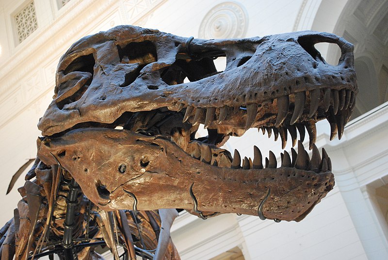 Diagram of T. rex skull demonstrating that the top and bottom sets of teeth are not aligned