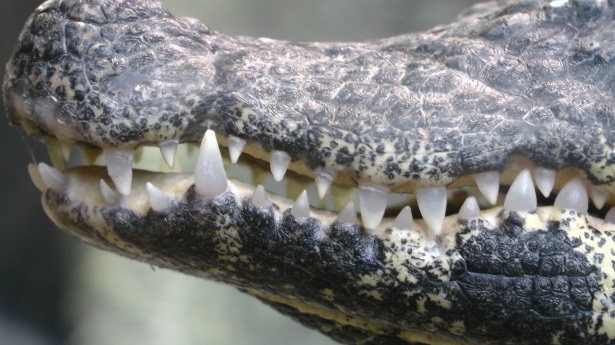 Close up of a crocodiles teeth to demonstrate that the top and bottom teeth do not line up